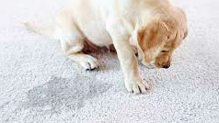 How to Get Dried Dog Pee Stains Out of Carpet