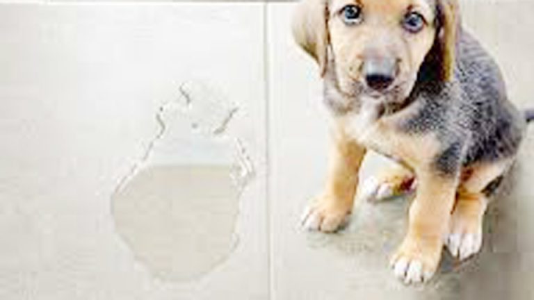 How to Remove Dog Urine Smell from Tile Floors