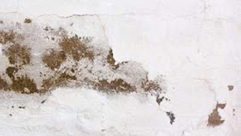 How-Long-Can-I-Leave-Vinegar-on-Mold-Overnight.jpg