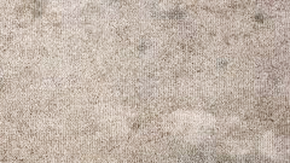 How to Get Black Mold Stains Out of Carpet 1 How to Get Black Mold Stains Out of Carpet
