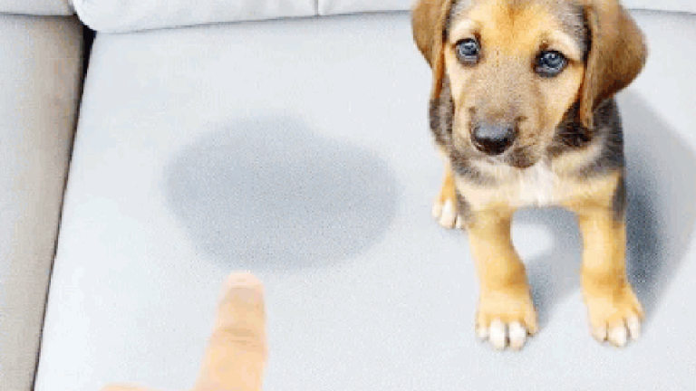 How to Get Dog Pee Out of a Leather Couch