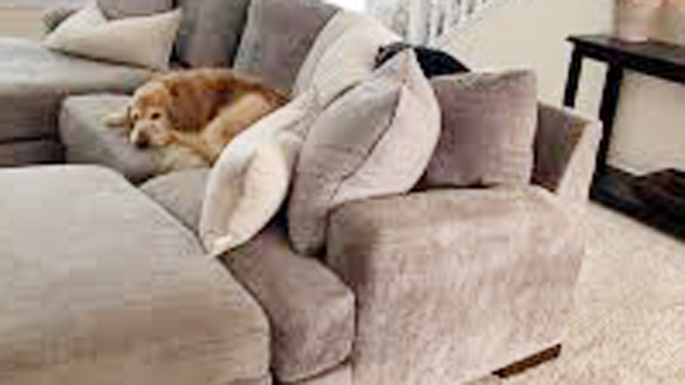 How to Get Old Pee Smell Out of a Couch