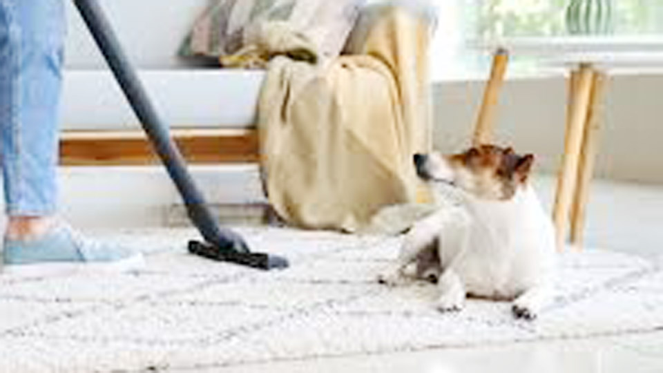 How to Keep Your Home Clean with Pets 1 How to Keep Your Home Clean with Pets